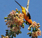 Birding in Yucatan: Altamira Oriole observed at Hacienda Chichen