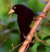 Bird-watching in Chichen Itza, Yucatan - Hacienda Chichen Bird Refuge and Wildlife Reserve