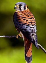Birding in Yucatan at Hacienda Chichen Resort, Chichen Itza, Mexico - American Kestrel Falcon