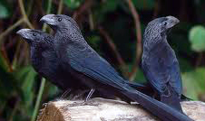 Yucatan black birds ID: Ani Groove-billed found in small groups - Hacienda Chichen Birding experience