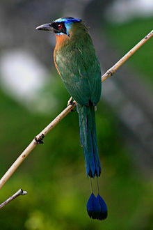 Yucatan Bird-watching Tours at Hacienda Chichen Resort you can enjoy the magnificent Blue Crowned Motmot or Toh Bird