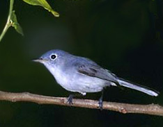 Yucatan Bird Guided Tours: observe lovely Blue-gray gnatcatcher, Polioptila caerulea