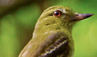 Bright rumped attila, a resident bird of Hacienda Chichen protected wildlife refuge, Chichen Itza, Yucatan, Mexico