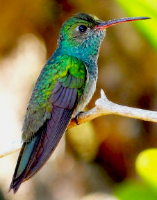Canivet's Emerald or fork tailed emerald hummingbird found in Hacienda Chichen, Mexico