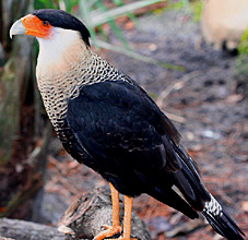 Maya Nature and Birding in Yucatan, enjoy observing falcons and caracaras at Hacienda Chichen Resort, Chichen Itza