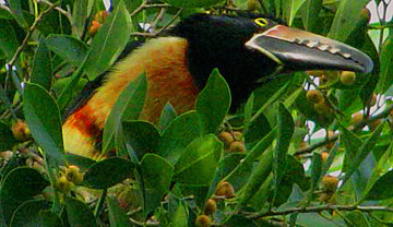 Yucatan birds: Collared Aracari, Pteroglossus torquatus, observed at Hacienda Chichen