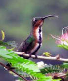 Green breasted mango, female - birding in Yucatan