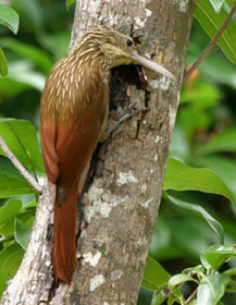 Ivory-billed woodcreeper at Hacienda Chichen private Bird Refuge and Gardens, Chichen Itza, Yucatan, Mexico