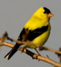 yucatan Birding: observe Lesser Goldfinch singing at Hacienda Chichen Bird Refuge, Chichen Itza, Mexico 