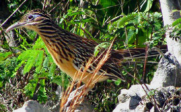 Yucatan restricted population of Lesser Roadrunner, Geococcyx velox, can be viewed at Hacienda Chichen Bird Refuge, Chichen Itza, Yucatan, Mexico. 
