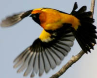 Yucatan Endemic Birds: Orange Oriole protected at Hacienda Chichen Bird Refuge, Chichen Itza
