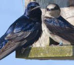 Purple Martin birds nesting. Yucatan bird watching