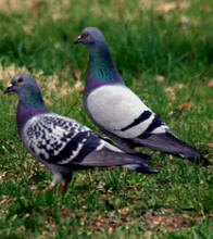 Dove and pigeons found at Hacienda Chichen Wildlife Reserve and Bird Refuge, Chichen Itza, Yucatan, Mexico