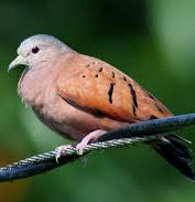 Chichen Itza Birding Tours at Hacienda Chichen - observe the Ruddy Ground Dove