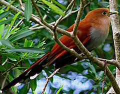 Squirrel Cuckoo - Maya Bird Tours and Wildlife Observation at Hacienda Chichen Resort, Chichen Itza, Yucatan, Mexico
