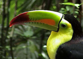 Bird-watching guided tours at Hacienda Chichen, Chichen Itza, Yucatan, Mexico - enjoy the magestic beauty of the Keel-billed Toucan