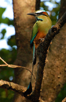Yucatan Birding at Hacienda Chichen Resort guests enjoy the Turquoise-browed Motmot or Toh Bird