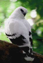 Whiite Hawk, found at Hacienda Chichen private Nature Reserve in Yucatan, Mexico
