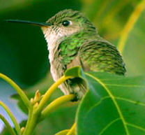Yucatan birding Vacations: Emerald-chinned hummingbird, one of the many hummingbirds observed at Hacienda Chichen Bird Tours in Chichen Itza, Yucatan, Mexico