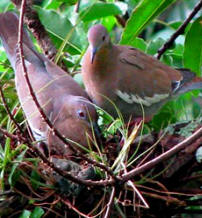 Birding in Yucatan: Hacienda Chichen offers you best bird sightseeing - white tipped dove