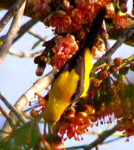 Yucatan Birding: Yellow Backed Oriole at Hacienda Chichen near the Mayan ruins of Chichen Itza