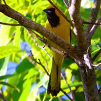 Yellow Tailed oriole found at Hacienda Chichen Bird Refuge in Chichen Itza, Yucatan