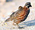 Yucatan bobwhite or Black-throated bobwhite, Colinus nigrogularis, found at Hacienda Chichen Bird Refuge