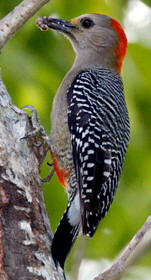 Yucatan woodpecker, an endemic bird species residing in Hacienda Chichen private Bird Refuge