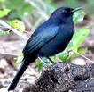 Yucatan bird-watching tours at Hacienda Chichen, black catbird, rare small songbird