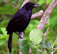 Black Birds observed at Hacienda Chichen Bird Refuge: Black Melodious Oriole