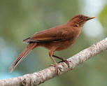 Clay color robin - birding in Yucatan