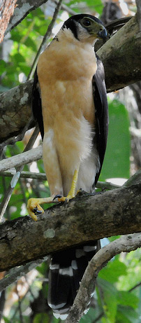 Collared Forest Falcon found at Hacienda Chichen Resort Bird Refuge, Chichen Itza, Yucatan