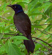 Common Grackle is called Pi'ich in Maya - Chichen Itza bird-watching at Hacienda Chichen Resort, Mexico