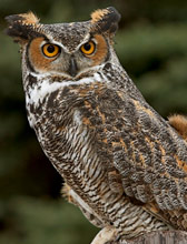 Great Horned Owl (English) - bho real o bho americano  (Spanish) - Nohoch Xoch' (Maya) - bubo virginianus