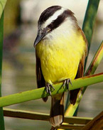 Great Kiskadee found at Hacienda Chichen Bird Refuge and Hotel, Chichen Itza, Yucatan