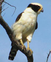 Falcons found in Yucatan: Laughing Falcon at Hacienda Chichen Resort