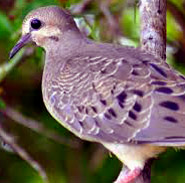 Enjoy the singing pattern of the Mouring Dove at Hacienda Chichen Resort, Chichen Itza, Yucatan, Mexico