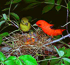 Scarlet Tanager parents share in caring for their young, come enjoy birding and nature with one of our many vacation offers