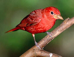 Yucatan birding: observe lovely Summer tanagers while staying at Hacienda Chichen, Chichen Itza,  Mexico