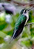 Wedge-tailed sabrewing,