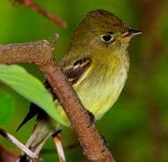 Birding in Chichen Itza at Hacienda CHichen Bird Refuge is a wonderful place to observe yellow-bellied flycatchers nesting