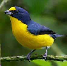  Yellow-throated Euphonia males grace Hacienda Chichen gardens, plan your birding vacation here