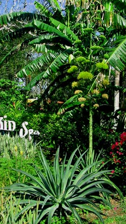 At Yaxkin Spa and Hacienda Chichen gardens you will enjoy many agave desmettiana flowering.