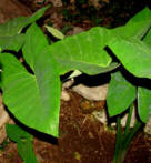 Upright Elephant Ears have huge green leaves and lovely flowers where small creatures find safety