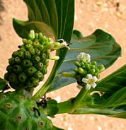 Morinda yucatanensis fruits and flowers are good to relax the body and free the mind from stress.