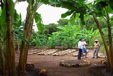 Hacienda Chichen's Organic Fruits and Vegetable Crops are grown with utmost care to be used at the hotel's delicious meals.