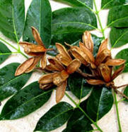 Mahogany tree old trunks house many bird species - Cedrela odorata - 