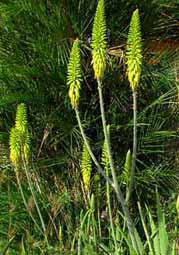 Aloe Vera cluster flowering.  Enjoy the rich nourishing Aloe Vera brings to your skin care at Yaxkin Spa