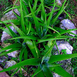 Aloe vera is a medicinal plant that grows well in Yucatan and it is use at Yaxkin Spa's many skin care treatments