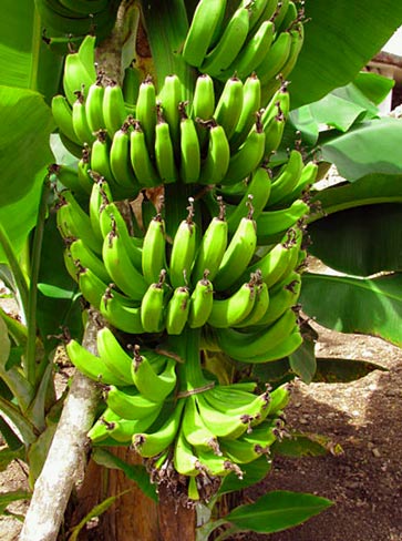 Organic Banana crops are served at Hacienda Chichen's breakfasts and luncheons, see our free recipes here